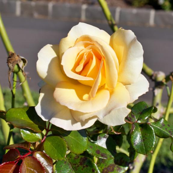 Apricot Nectar Roses For Sale Locally Grown Roses